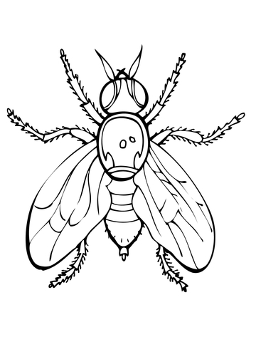 Fruit Fly Coloring Page